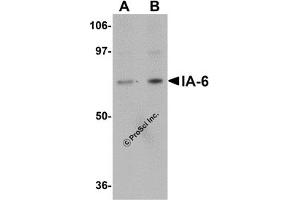 Western Blotting (WB) image for anti-Insulinoma-Associated 2 (INSM2) (C-Term) antibody (ABIN1030427) (INSM2 antibody  (C-Term))
