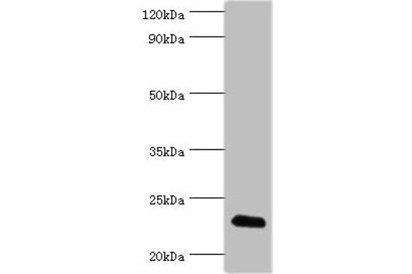 FGF6 antibody  (AA 38-208)