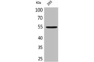 Western Blot analysis of 293 cells using GDF-5 Polyclonal Antibody (GDF5 antibody  (Internal Region))