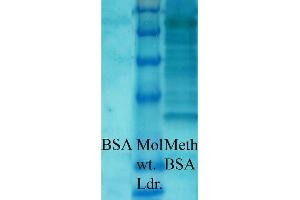 Western blot analysis of Bovine serum albumin showing detection of Methylated Lysine protein using Rabbit Anti-Methylated Lysine Polyclonal Antibody . (Lysine (lys) (methylated) antibody (HRP))