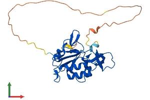 AlphaFold protein structure predicition of Mouse Recombinant Ctdsp1 Protein, UniprotID P58466 (CTDSP1 Protein (AA 1-261) (His tag))