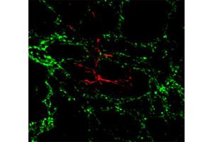 Immunocytochemistry (ICC) image for anti-Claudin 11 (CLDN11) (AA 188-207) antibody (ABIN1742489) (Claudin 11 antibody  (AA 188-207))