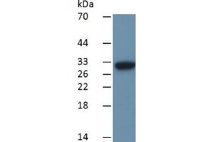 Western Blotting (WB) image for Caspase 3 (CASP3) ELISA Kit (ABIN6574178)