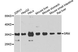Western blot analysis of extracts of various cell lines, using SRM antibody. (Spermidine Synthase antibody)