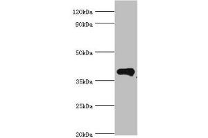 Western blot All lanes: Phytanoyl-CoA dioxygenase, peroxisomal antibody at 4 μg/mL + Mouse liver tissue Secondary Goat polyclonal to rabbit IgG at 1/10000 dilution Predicted band size: 39, 28 kDa Observed band size: 39 kDa (PHYH antibody  (AA 1-338))