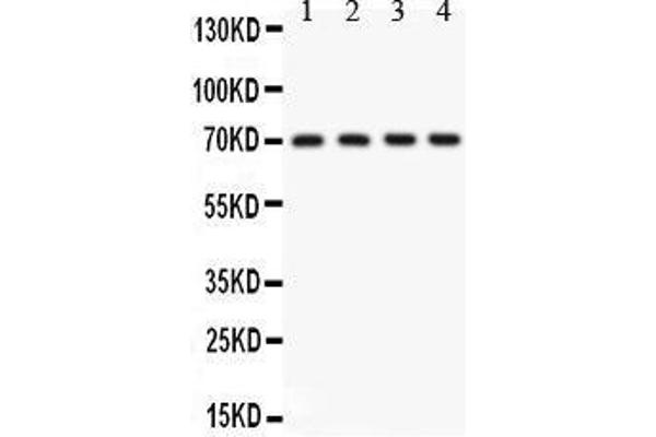 KCNMA1 anticorps  (AA 124-467)