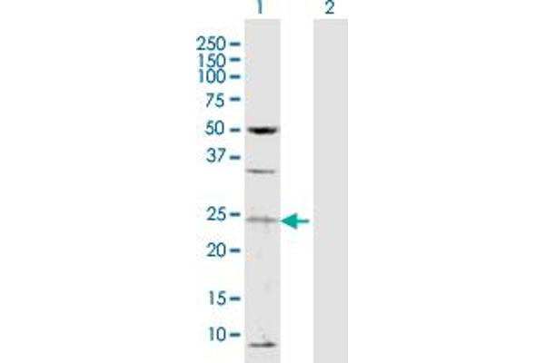 TAF13 antibody  (AA 1-124)