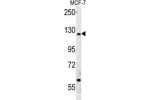 Western Blotting (WB) image for anti-Cut-Like Homeobox 1 (CUX1) antibody (ABIN3002484)
