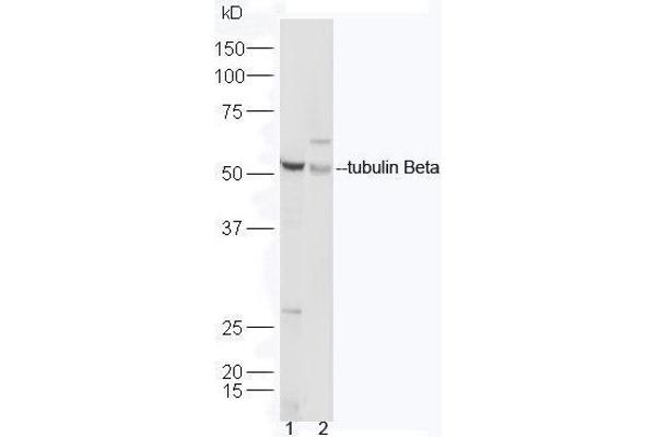 TUBB antibody  (AA 61-160)