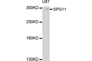 Western blot analysis of extract of U87 cells, using SPG11 antibody. (SPG11 antibody)