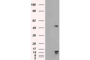Image no. 5 for anti-Transmembrane Protein 100 (TMEM100) antibody (ABIN1501422) (TMEM100 antibody)