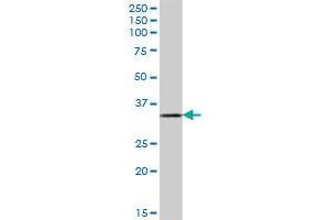 DHRSX MaxPab polyclonal antibody. (DHRSX antibody  (AA 1-330))