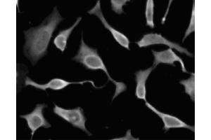 Immunofluorescent staining of HeLa (ATCC CCL-2) cells. (EIF5A antibody  (AA 58-154))