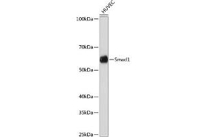 Western blot analysis of extracts of HUVEC cells, using Smad1 antibody (ABIN7270343) at 1:1000 dilution. (SMAD1 antibody)