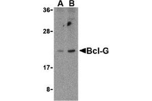 Western Blotting (WB) image for anti-BCL2-Like 14 (Apoptosis Facilitator) (BCL2L14) (C-Term) antibody (ABIN1030286) (BCL2L14 antibody  (C-Term))