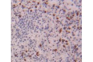 IHC-P analysis of Kidney tissue, with DAB staining. (NCF4 antibody  (AA 132-339))