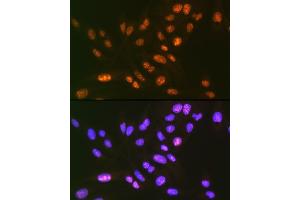 Immunofluorescence analysis of U-2 OS cells using SF3B3/S Rabbit mAb (ABIN7270544) at dilution of 1:100 (40x lens). (SF3B3 antibody)
