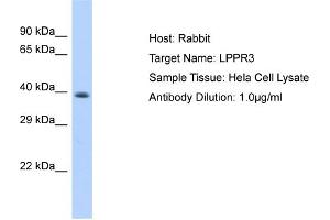 Host: Rabbit Target Name: LPPR3 Sample Type: Hela Whole Cell lysates Antibody Dilution: 1. (LPPR3 antibody  (Middle Region))