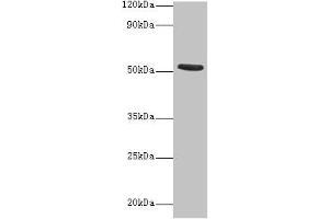 Western blot All lanes: CHRNA1 antibody at 2 μg/mL + Recombinant Acetylcholine receptor subunit alpha protein 0. (CHRNA1 antibody  (AA 25-234))