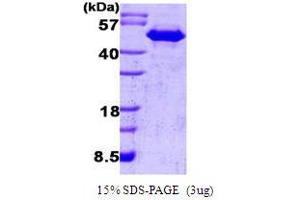 Figure annotation denotes ug of protein loaded and % gel used. (CDC37 Protein (AA 1-378))