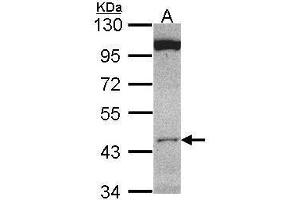 WB Image Sample (30 ug of whole cell lysate) A: HCT116 10% SDS PAGE antibody diluted at 1:1000 (CLUAP1 antibody)