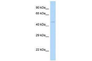 Western Blot showing Gabrp antibody used at a concentration of 1. (GABRP antibody  (N-Term))