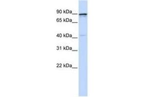 Image no. 1 for anti-Cyclin T1 (CCNT1) (N-Term) antibody (ABIN6741487) (Cyclin T1 antibody  (N-Term))