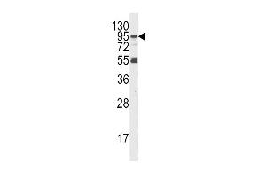 Western blot analysis of PI3KR5 Antibody (Center) Pab (ABIN392579 and ABIN2842114) in K562 cell line lysates (35 μg/lane).