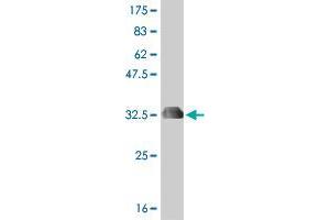 Western Blot detection against Immunogen (35. (DUOX1 antibody  (AA 941-1028))