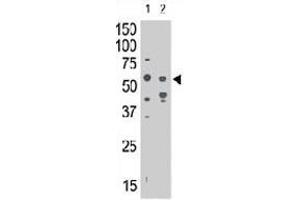 The SIGLEC7 polyclonal antibody  is used in Western blot to detect SIGLEC7 in mouse liver tissue lysate (lane 1) and in HL-60 cell lysate (lane 2) .