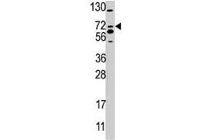 Western blot analysis of SMURF2 polyclonal antibody  in 293 cell line lysate (35 ug/lane). (SMURF2 antibody  (AA 702-731))