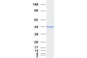 Validation with Western Blot (Doublecortin Protein (DCX) (Transcript Variant 2) (Myc-DYKDDDDK Tag))