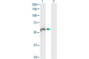 NOVA1 antibody  (AA 1-507)