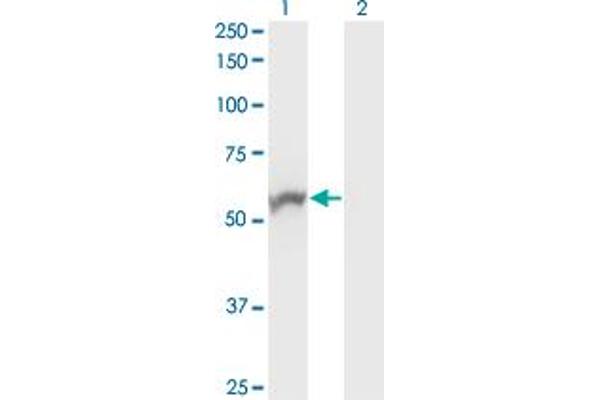 NOVA1 antibody  (AA 1-507)