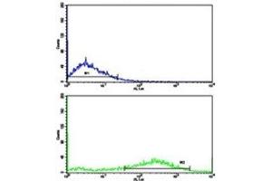Flow cytometric analysis of NCI-H292 cells using Fascin antibody (green) compared to a negative control (blue). (Fascin antibody  (AA 322-350))