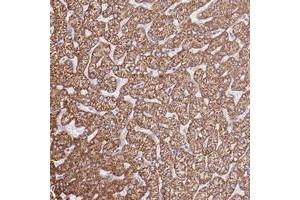 Immunohistochemical staining of human liver with OAF polyclonal antibody  shows strong cytoplasmic positivity in hepatocytes.