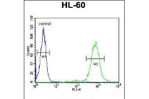Flow cytometric analysis of HL-60 cells (right histogram) compared to a negative control cell (left histogram). (CD69 antibody  (AA 119-148))