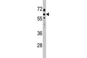 SOCS7 antibody western blot analysis in HeLa lysate. (SOCS7 antibody  (AA 458-486))