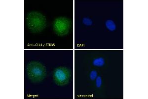 Immunofluorescence (IF) image for anti-Serine/threonine Kinase 35 (STK35) (C-Term) antibody (ABIN185178)