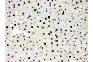 IHC testing of FFPE mouse liver with RBBP4 antibody. (RBBP4 / RbAp48 / NURF55 antibody)