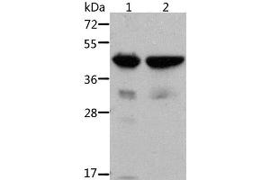 Western Blot analysis of Mouse muscle and heart tissue using ACTA1 Polyclonal Antibody at dilution of 1:500 (Actin antibody)