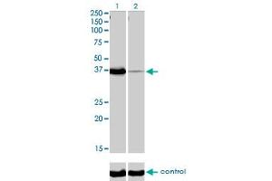 Western blot analysis of POU6F1 over-expressed 293 cell line, cotransfected with POU6F1 Validated Chimera RNAi (Lane 2) or non-transfected control (Lane 1). (POU6F1 antibody  (AA 193-301))