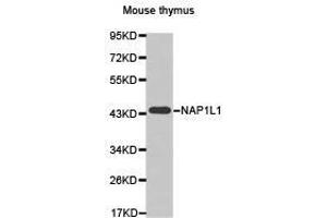 Western Blotting (WB) image for anti-Nucleosome Assembly Protein 1-Like 1 (NAP1L1) antibody (ABIN1873819) (NAP1L1 antibody)