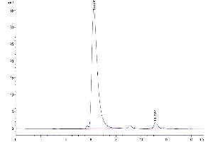 The purity of Biotinylated Cynomolgus BAFF Trimer is greater than 95 % as determined by SEC-HPLC. (BAFF Protein (AA 141-285, Trimer) (His-Avi Tag,DYKDDDDK Tag,Biotin))
