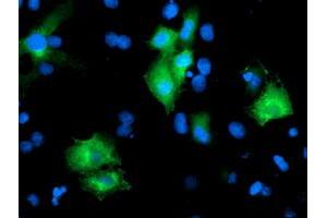 Immunofluorescence (IF) image for anti-Protein tyrosine Phosphatase, Non-Receptor Type 7 (PTPN7) antibody (ABIN1500502) (PTPN7 antibody)