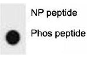 Dot blot analysis of phospho-ERBB2 antibody. (ErbB2/Her2 antibody  (pTyr1005))