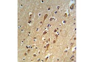 Immunohistochemistry analysis in formalin fixed and paraffin embedded brain tissue reacted with URG4 Antibody (Center) followed which was peroxidase conjugated to the secondary antibody and followed by DAB staining. (URGCP antibody  (Middle Region))