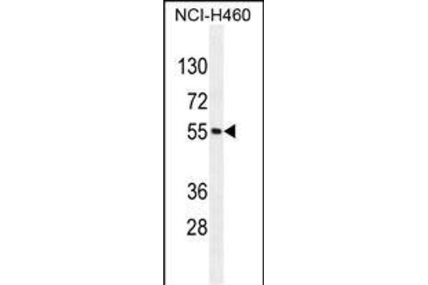MIER2 antibody  (N-Term)