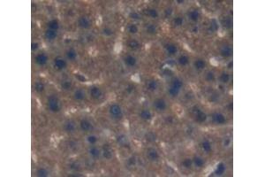 Figure. (LIPC antibody  (AA 191-466))