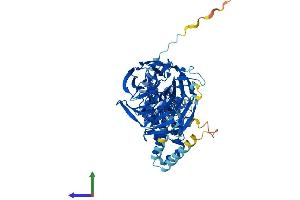 AlphaFold protein structure predicition of Mouse Recombinant Ipp Protein, UniprotID P28575 (IPP Protein (AA 1-584) (His tag))